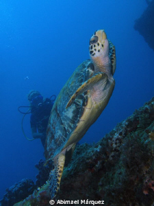 Turtle swim around the wreck, Wit Concrete, St. Thomas by Abimael Márquez 